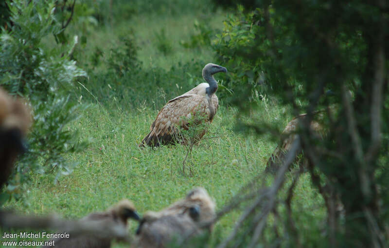 Cape Vulture, identification