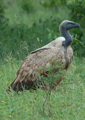 Cape Vulture