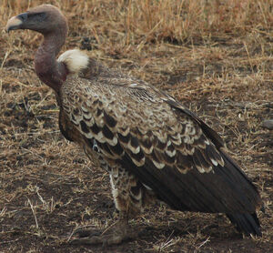 Rüppell's Vulture