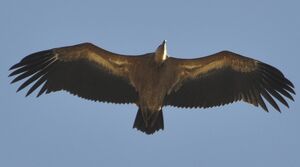 Griffon Vulture
