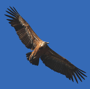 Griffon Vulture