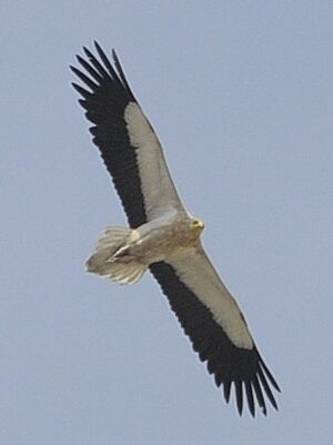 Egyptian Vulture