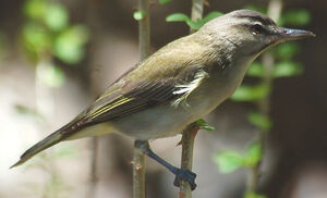 Black-whiskered Vireo