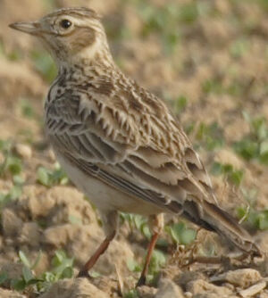Eurasian Skylark