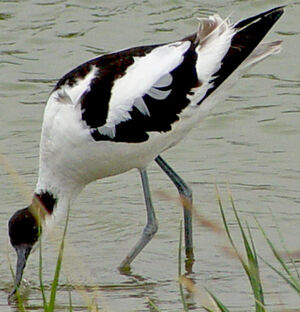 Pied Avocet 
&copy; Jean-Michel Peers