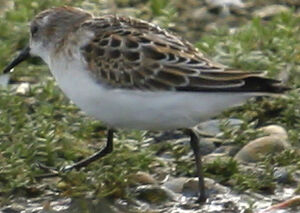 Dunlin 
&copy; Jean-Michel Peers