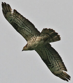 European Honey Buzzard 
&copy; Jean-Michel Peers