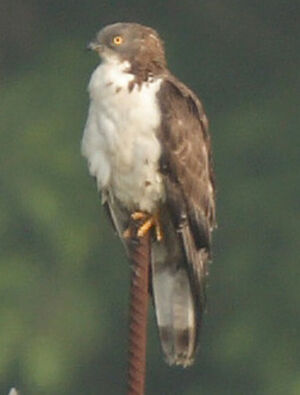 European Honey Buzzard 
&copy; Jean-Michel Peers