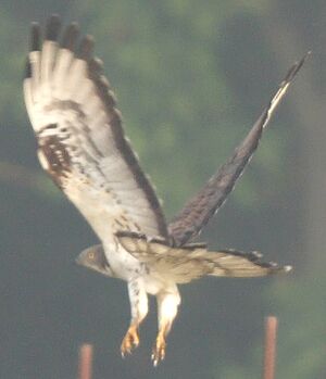 European Honey Buzzard 
&copy; Jean-Michel Peers