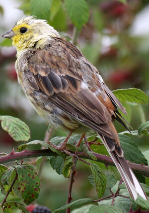 Yellowhammer
