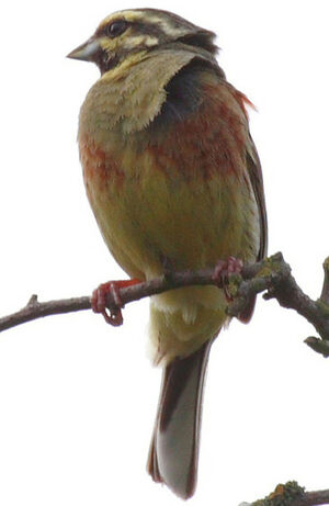 Cirl Bunting