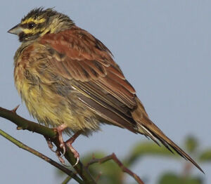 Cirl Bunting