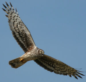 Hen Harrier 
&copy; Jean-Michel Peers