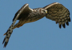Hen Harrier 
&copy; Jean-Michel Peers