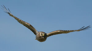 Hen Harrier 
&copy; Jean-Michel Peers