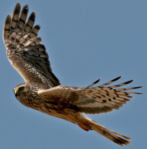 Hen Harrier 
&copy; Jean-Michel Peers