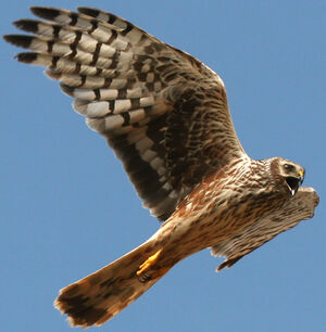 Hen Harrier 
&copy; Jean-Michel Peers