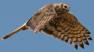 Hen Harrier 
&copy; Jean-Michel Peers