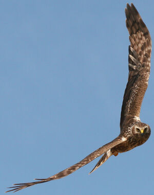 Hen Harrier 
&copy; Jean-Michel Peers