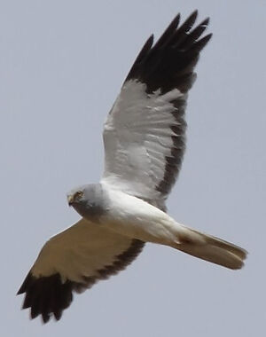 Hen Harrier 
&copy; Jean-Michel Peers