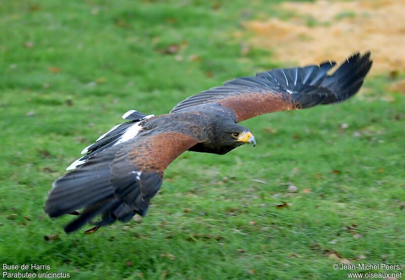 Harris's Hawk male adult
