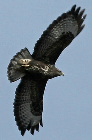 Common Buzzard 
&copy; Jean-Michel Peers