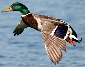 Canard colvert 
&copy; Jean-Michel Peers