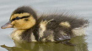 Canard colvert 
&copy; Jean-Michel Peers