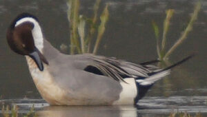 Northern Pintail 
&copy; Jean-Michel Peers