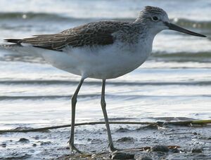 Common Greenshank 
&copy; Jean-Michel Peers