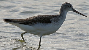 Common Greenshank 
&copy; Jean-Michel Peers