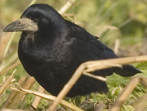 Corbeau freux 
&copy; Jean-Michel Peers