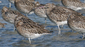 Eurasian Curlew 
&copy; Jean-Michel Peers