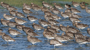 Eurasian Curlew 
&copy; Jean-Michel Peers