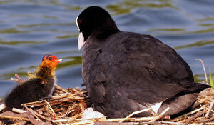 Eurasian Coot