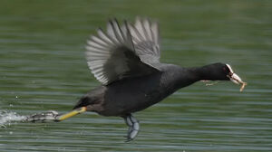 Eurasian Coot