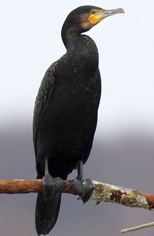 Grand Cormoran