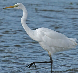 Great Egret 
&copy; Jean-Michel Peers