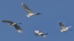 Grande Aigrette