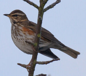 Redwing 
&copy; Jean-Michel Peers