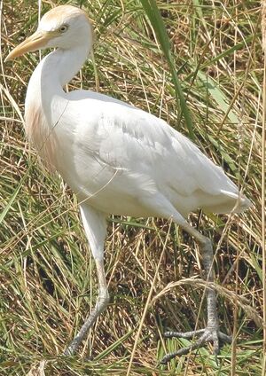 Western Cattle Egret 
&copy; Jean-Michel Peers