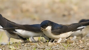 Common House Martin 
&copy; Jean-Michel Peers