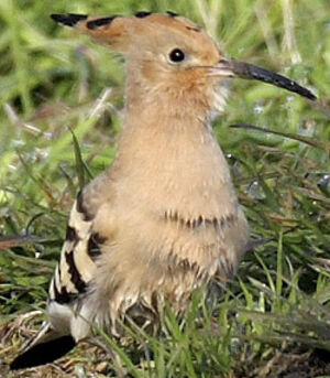 Eurasian Hoopoe 
&copy; Jean-Michel Peers