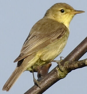 Melodious Warbler 
&copy; Jean-Michel Peers