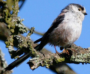 Long-tailed Tit