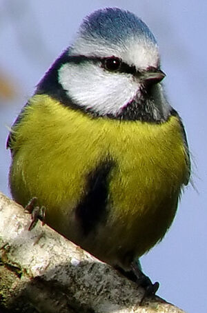 Eurasian Blue Tit 
&copy; Jean-Michel Peers