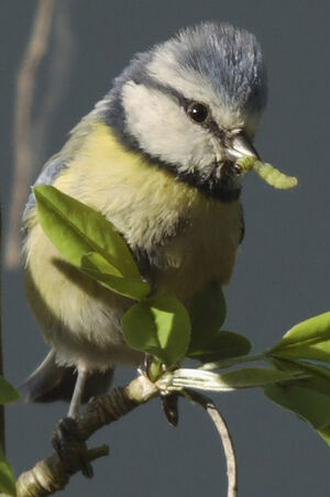 Eurasian Blue Tit 
&copy; Jean-Michel Peers