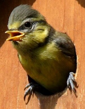 Eurasian Blue Tit 
&copy; Jean-Michel Peers
