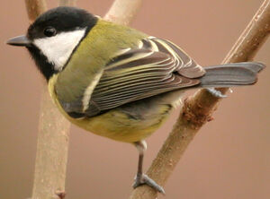 Great Tit