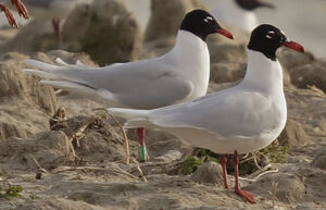 Mediterranean Gull 
&copy; Jean-Michel Peers